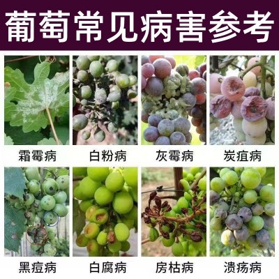 葡萄病菌清葡萄白腐病烂穗病霜霉病炭疽病白粉病软腐病微生物菌剂图2