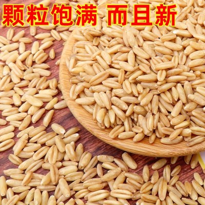 燕麦米2023年新米裸燕麦仁全胚芽米胚芽燕麦厂家直发批发一件代发