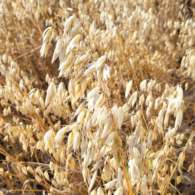 燕麦米2023年新米裸燕麦仁全胚芽米胚芽燕麦厂家直发批发一件代发图5