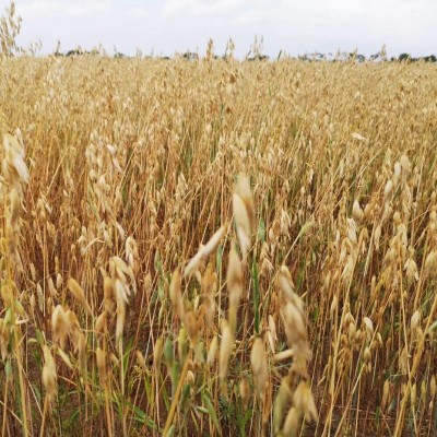 燕麦米2023年新米裸燕麦仁全胚芽米胚芽燕麦厂家直发批发一件代发图3