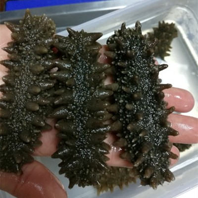 关东参 批发红海参 纯淡干六排刺海参干货批发图2