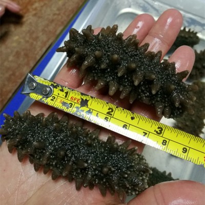 关东参 批发红海参 纯淡干六排刺海参干货批发图3