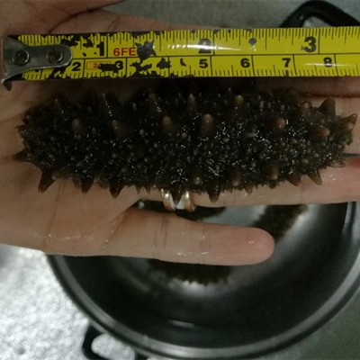 关东参 批发红海参 纯淡干六排刺海参干货批发图4