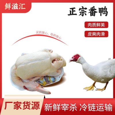 农家老番鸭 乡下自养红脸老鸭肉 正番鸭子生鲜鸭肉现杀土鸭整只发