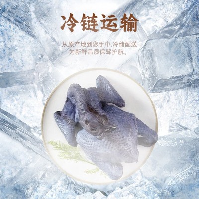 佛山现杀竹丝鸡煲汤佳品生鲜竹丝鸡批发新鲜土鸡农家散养乌鸡图2