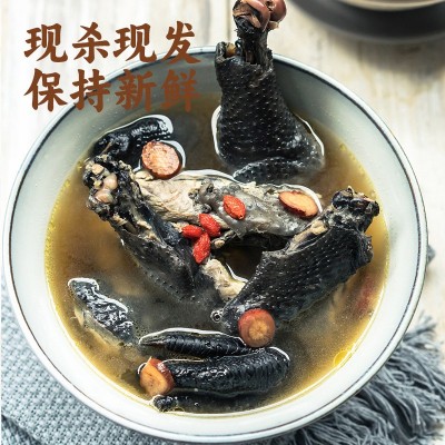 佛山现杀竹丝鸡煲汤佳品生鲜竹丝鸡批发新鲜土鸡农家散养乌鸡图3