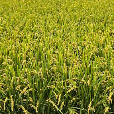 海安当季糯米预售 口感软糯米质饱满软香糯米 低温烘焙图2