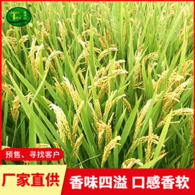 海安当季糯米预售 口感软糯米质饱满软香糯米 低温烘焙图4