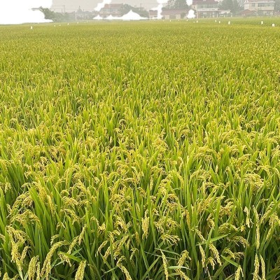 海安当季糯米预售 口感软糯米质饱满软香糯米 低温烘焙图5