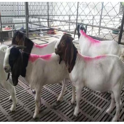 波尔山羊 可来电询价