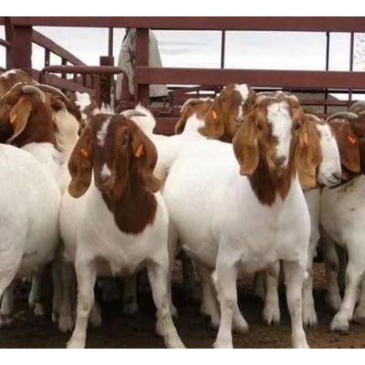 波尔山羊 可来电询价图3