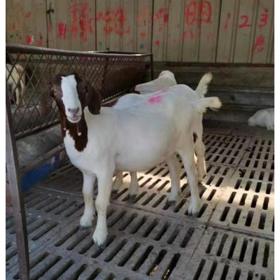 波尔山羊 可来电询价图5