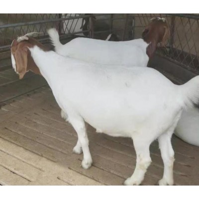 波尔山羊 可来电询价图2