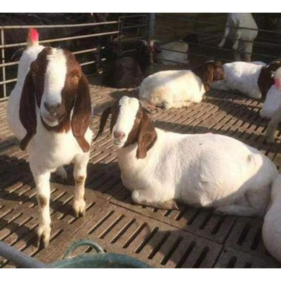 波尔山羊 可来电询价图4