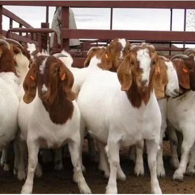 波尔山羊种公羊 欢迎来电咨询图2