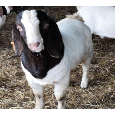 波尔山羊种公羊 欢迎来电咨询图3