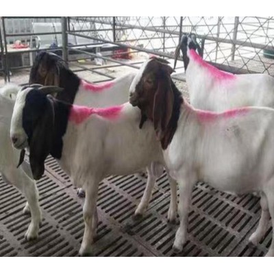 波尔山羊种公羊 欢迎来电咨询图5