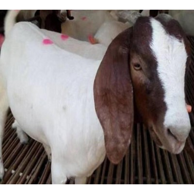 波尔山羊种公羊 欢迎来电咨询图4