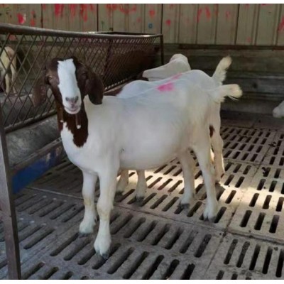 波尔山羊羊羔 可来电询价图4