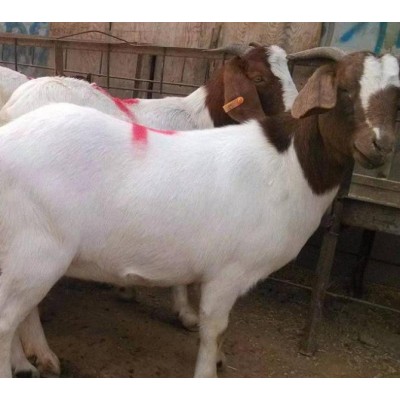 波尔山羊羊羔 可来电询价图3