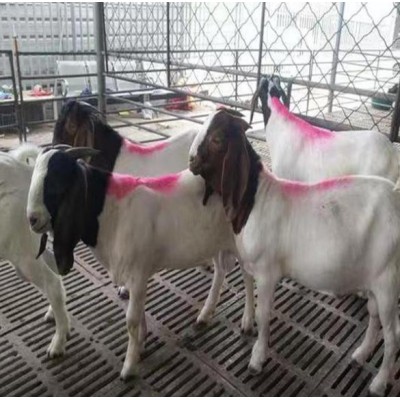 山羊苗价格-山羊种苗价格图4