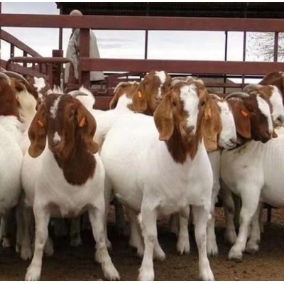 山羊苗价格-山羊种苗价格图2