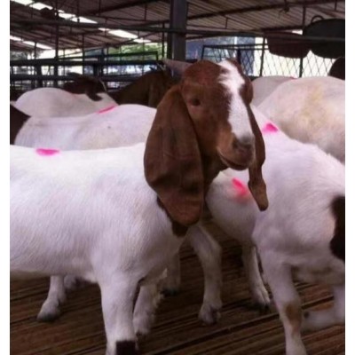 山羊苗价格-山羊种苗价格图3