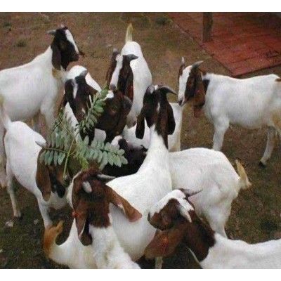 山羊苗价格-山羊种苗价格图5