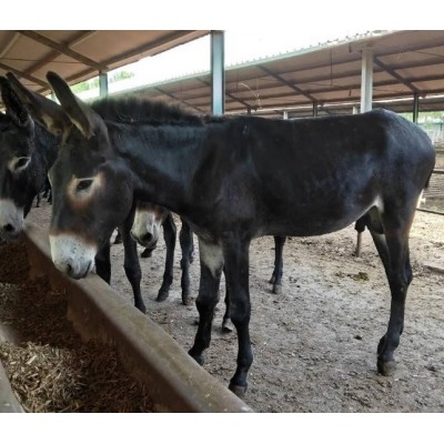 肉驴苗，驴苗，肉驴价格，2-3个月驴苗价格图4