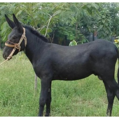 肉驴苗，驴苗，肉驴价格，2-3个月驴苗价格