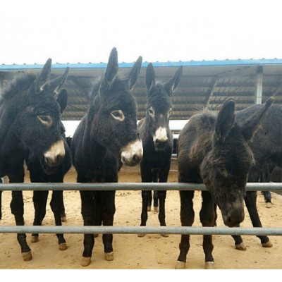 肉驴苗，驴苗，肉驴价格，2-3个月驴苗价格图3