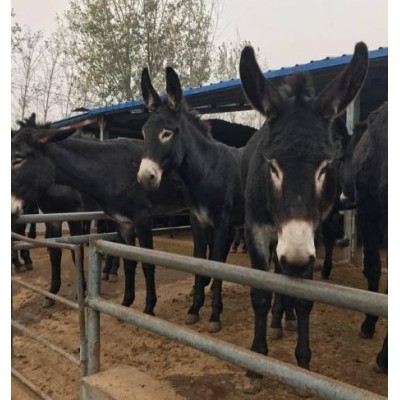 肉驴苗，驴苗，肉驴价格，2-3个月驴苗价格图2