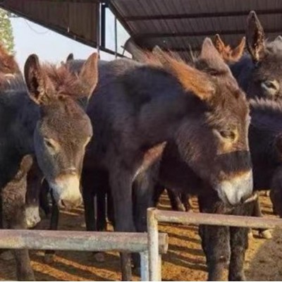 肉驴苗，驴苗，肉驴价格，2-3个月驴苗价格图5