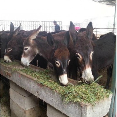 德州驴，驴苗图2