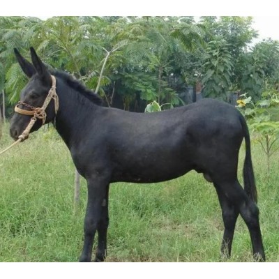 德州驴，驴苗图4