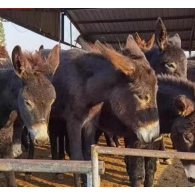 德州驴，驴苗图3