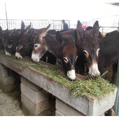 德州驴，驴苗图5