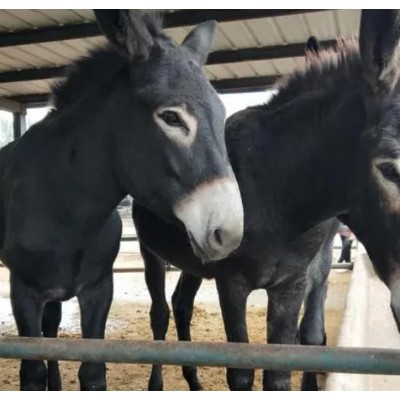 驴苗价格，驴苗，山东肉驴苗，肉驴苗图3