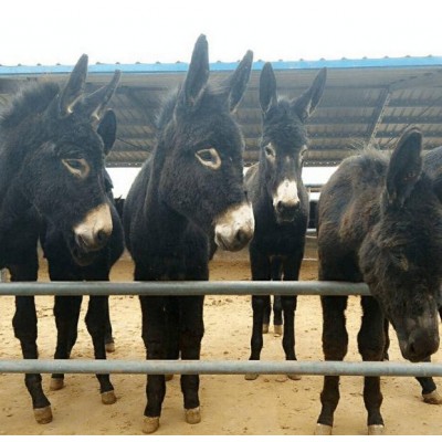 驴苗价格，驴苗，山东肉驴苗，肉驴苗图5