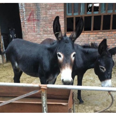 驴苗价格，驴苗，山东肉驴苗，肉驴苗图4