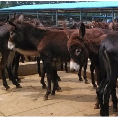 驴苗价格，驴苗，山东肉驴苗，肉驴苗图2