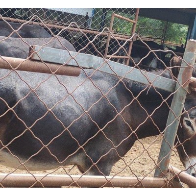 汕头小肉屠宰驴价格图2