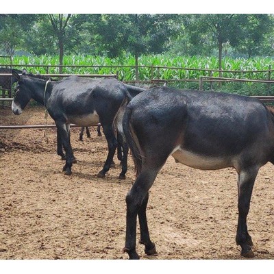 汕头小肉屠宰驴价格图3