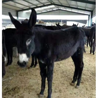 汕头小肉屠宰驴价格