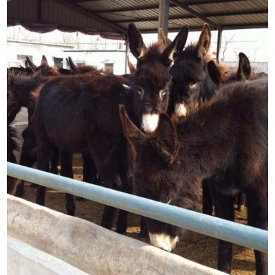汕头小肉屠宰驴价格图4