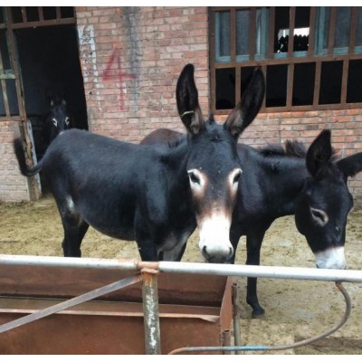 汕头小肉屠宰驴价格图5