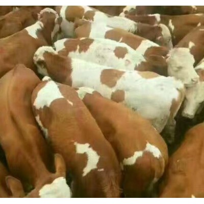 肉牛 电话询价图2