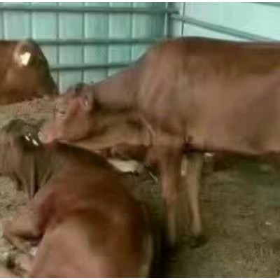 肉牛 电话询价图3