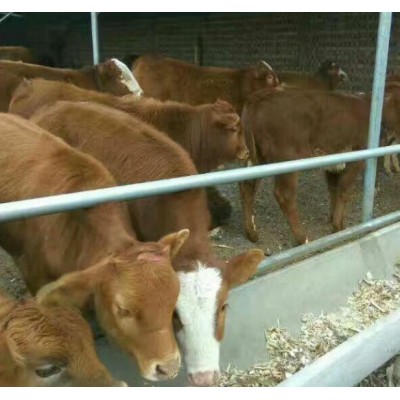 肉牛 电话询价图5