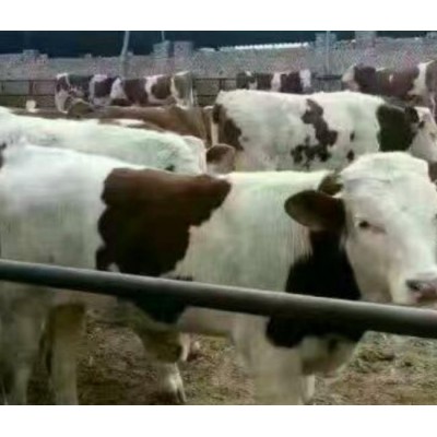 西门塔尔 肉牛图5